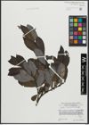 Foto von Salix appendiculata Vill.